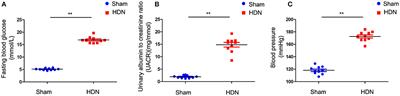 A multi-omics approach to investigate characteristics of gut microbiota and metabolites in hypertension and diabetic nephropathy SPF rat models